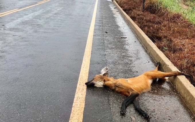 Caiado veta matÃ©ria que obrigava concessionÃ¡rias de rodovias a socorrer animais feridos