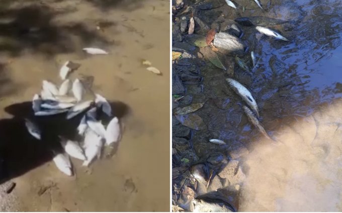 Secretaria de Meio Ambiente investiga morte de dezenas de peixes no Rio Vermelho, em Crixás
