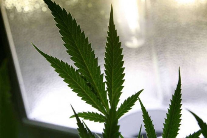 3 em cada 4 brasileiros apoiam uso da maconha para produÃ§Ã£o de remÃ©dio