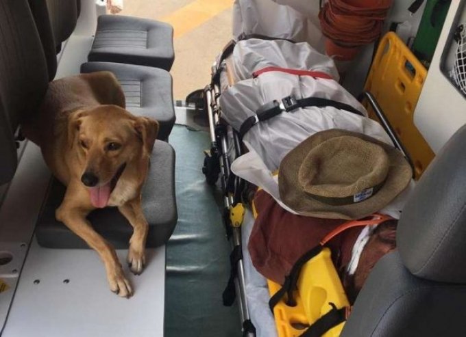 Cadela entra em ambulÃ¢ncia e se recusa a deixar morador de rua sozinho