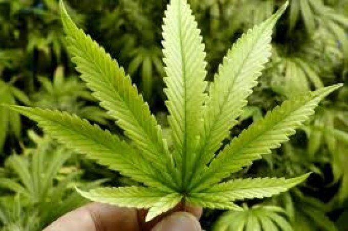 Anvisa libera venda de produtos Ã  base de cannabis em farmÃ¡cias no Brasil