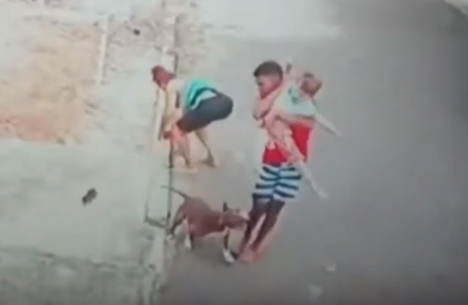 VÃ­deo mostra jovem salvando crianÃ§a de ataque de pitbull no Rio