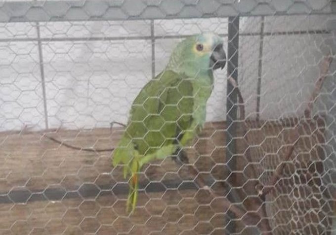 Papagaio avisa sobre chegada da PM em ponto de trÃ¡fico e Ã© apreendido, no PiauÃ­