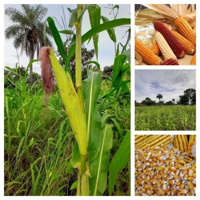 Em Campos Verdes, Agricultores da RegiÃ£o Rural da TiÃºbas comeÃ§am a colher o milho crioula da safra 2019/2020