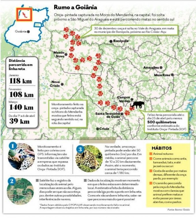 OnÃ§a do Mendanha estÃ¡ voltando para GoiÃ¢nia