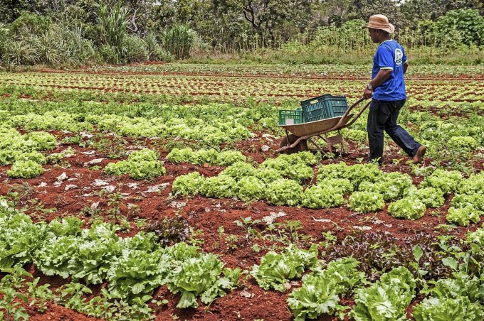 CAMPOS VERDES TEM 39 AGRICULTORES CONTEMPLADOS NO PAA ESTADUAL