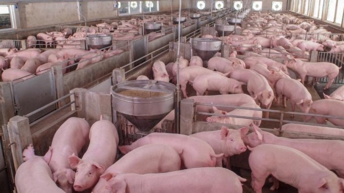 Frango e porco tambÃ©m sobem, e preÃ§o nÃ£o serÃ¡ como antes, alerta associaÃ§Ã£o