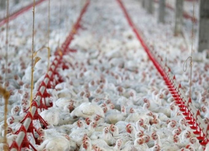 Asas de frango importadas do Brasil apresentaram coronavÃ­rus na China