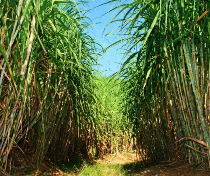 AÃ§Ã£o cobra indenizaÃ§Ã£o de mais de R$ 450 mil de usina de Ã¡lcool por dano ambiental em Rubiataba