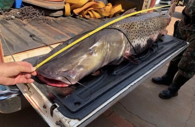 Peixe símbolo de pescarias, pintado entra para lista de animais ameaçados de extinção no Brasil