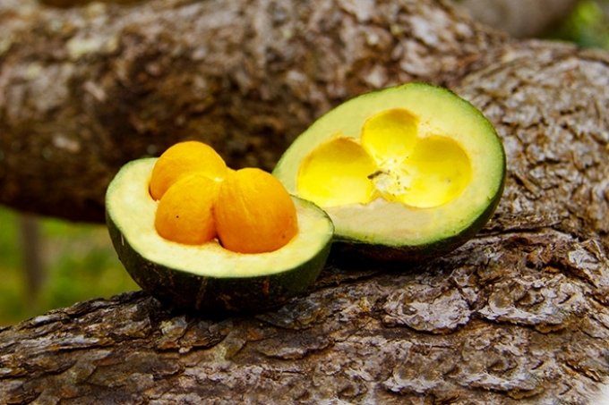 Pesquisas revelam que Pequi Ã© um forte aliado contra o LÃºpus e Diabete