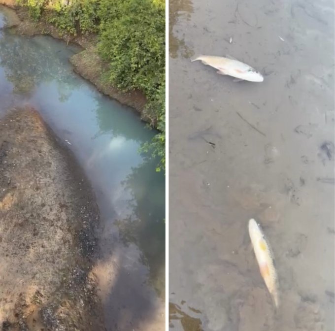Mineradora Ludin Mining volta a poluir Rio dos Bois causando morte de peixes e contaminando pessoas